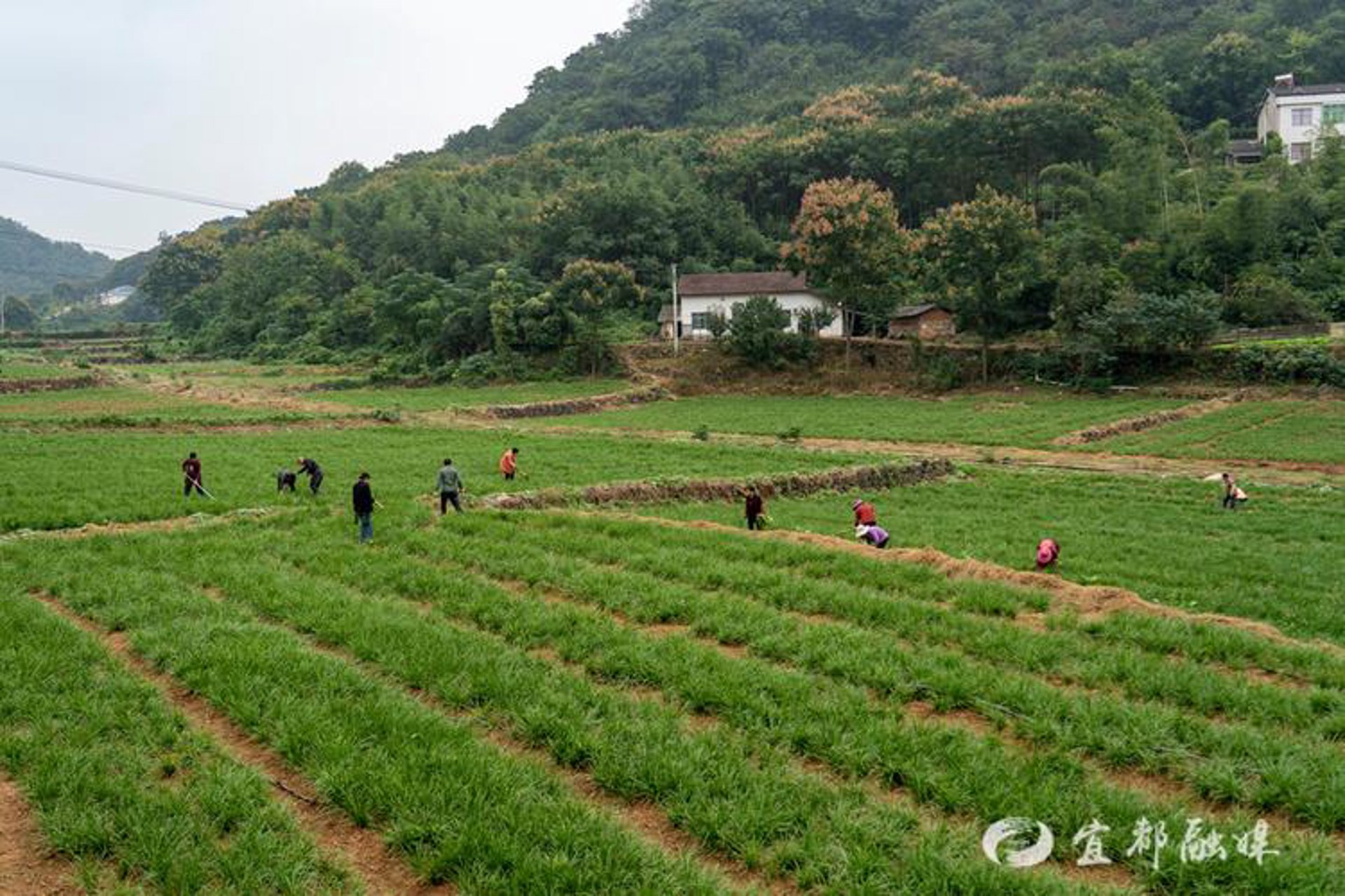山东麦冬草基地